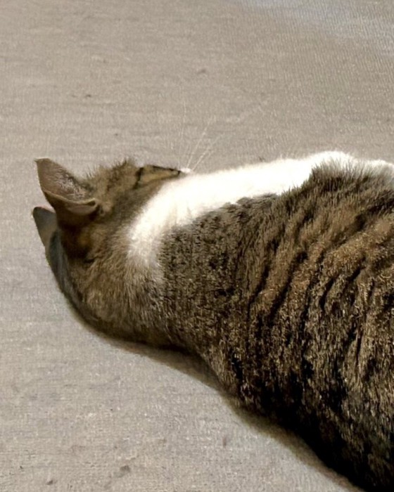 背中を向けて寝転ぶ猫の上半身