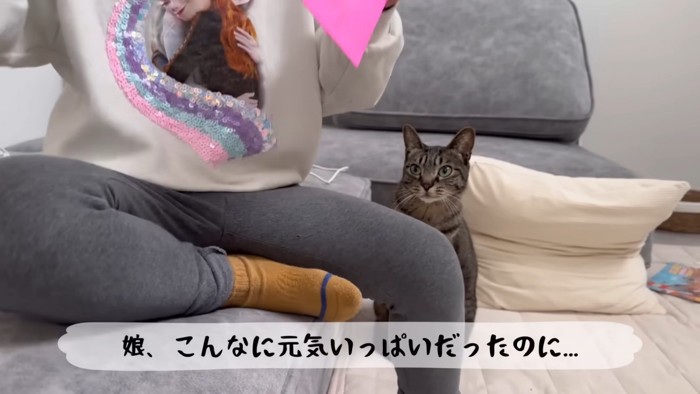 座っているキジトラ猫