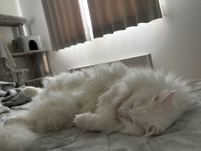 ベッドの上で眠る猫
