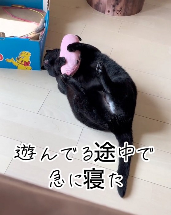 舌を出す猫