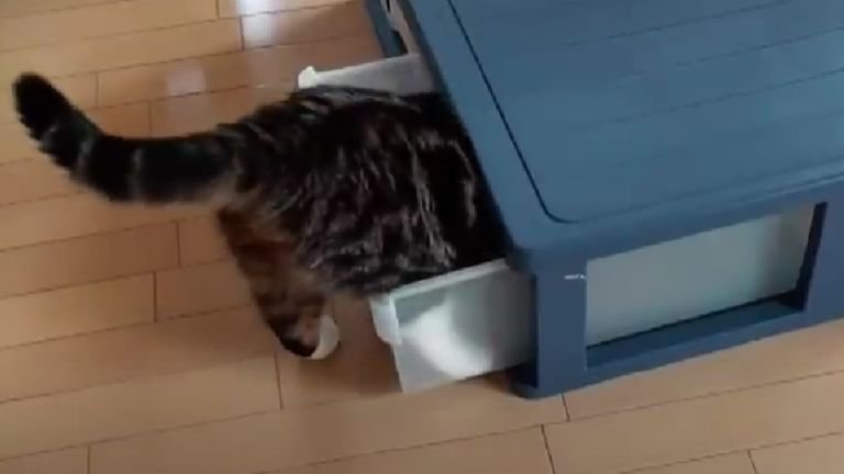 箱の中に入る猫