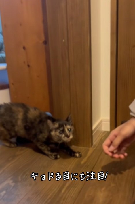 緊張してしっぽがふくらんでいる猫