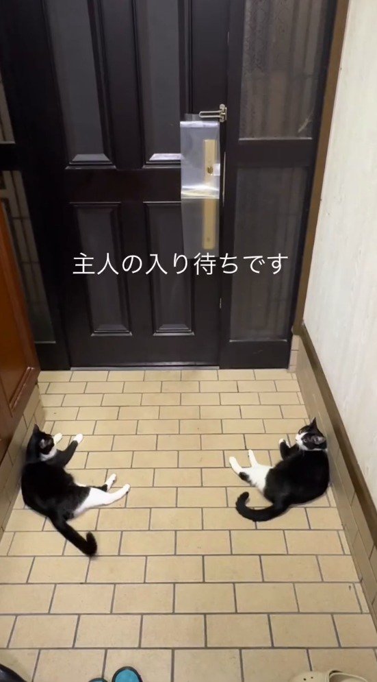 玄関に座り込む2頭の猫