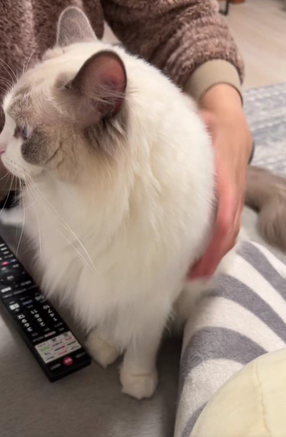 抱っこされる猫