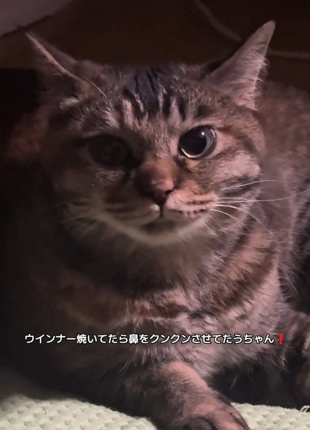 カメラ目線の梅干しちゃん