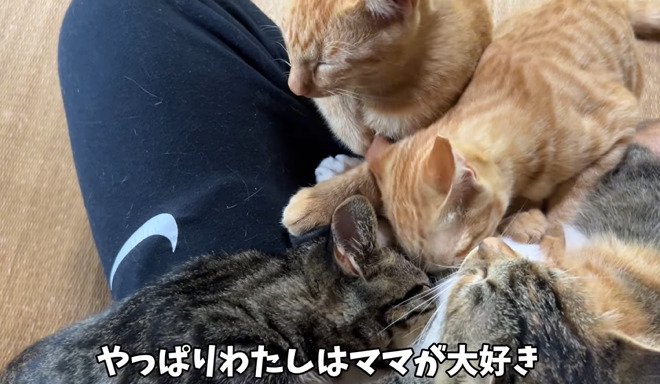 膝の上に集まる母子猫