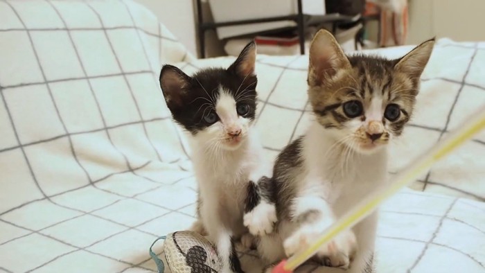 おもちゃに前足を伸ばす2匹の子猫