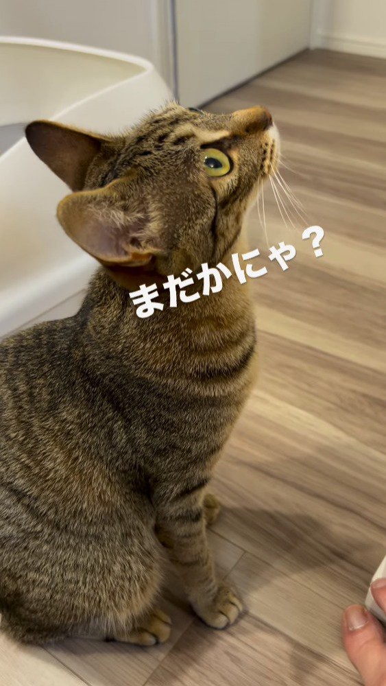 時計を見上げるキジトラ猫