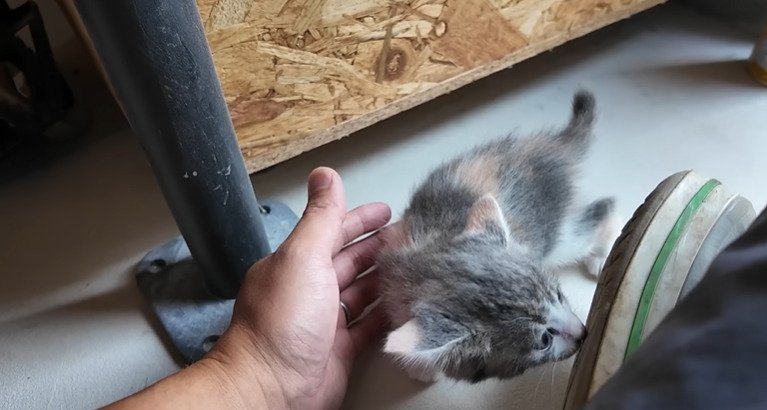 投稿主さんの手の近くへ寄っていく子猫