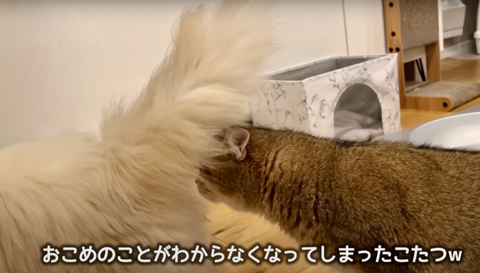 猫のお尻の匂いを嗅ぐ茶色の猫