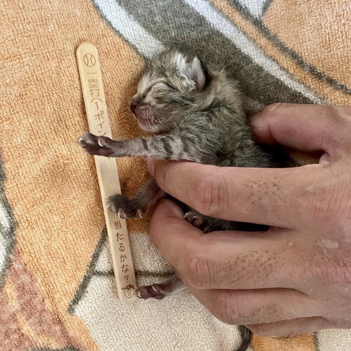 アイスの棒と子猫