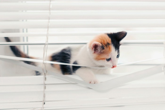 ブラインドを潜り抜ける三毛猫