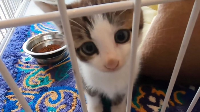 ケージの中にいる子猫