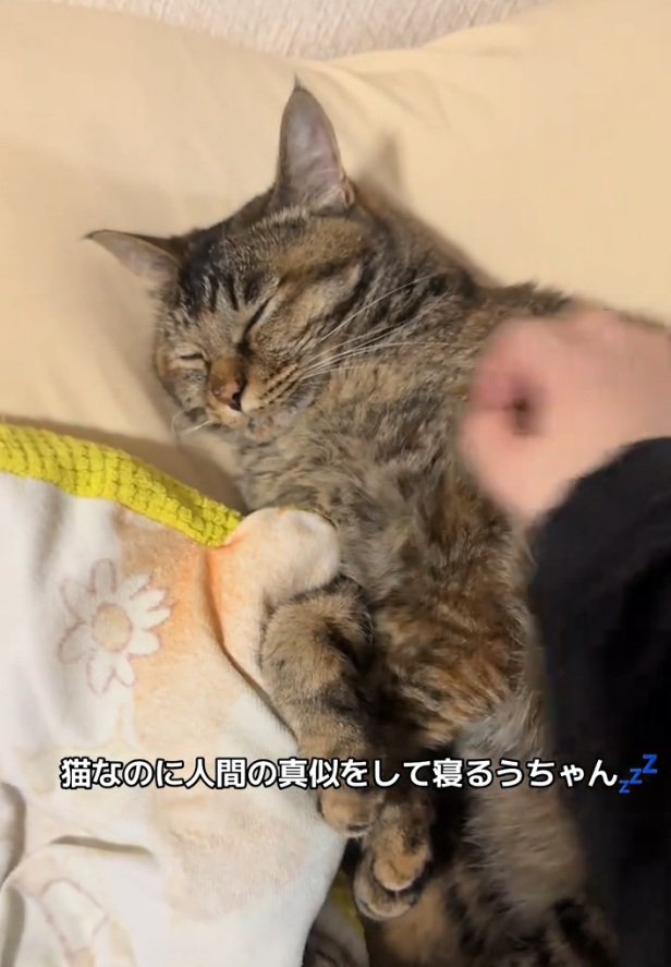 撫でられる梅干しちゃん