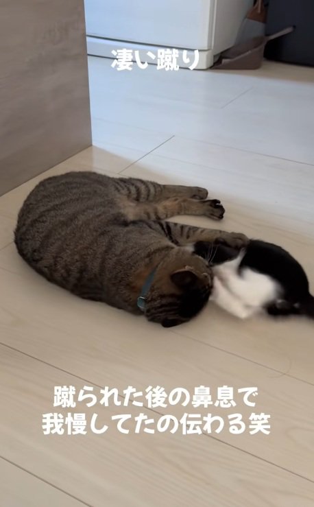 キジトラにキックする子猫