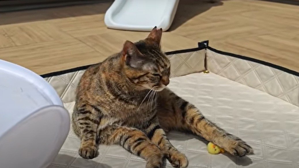 太陽の下でくつろぐ猫