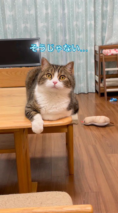 飼い主をジッと見つめる猫