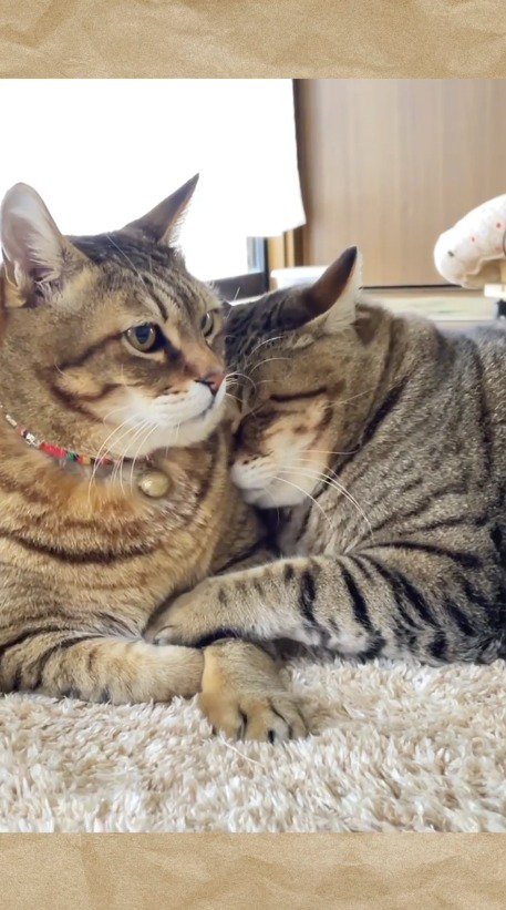 キジトラ猫の前足に自分の前足を絡ませる闘病中の猫