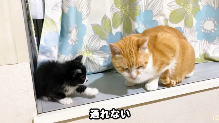 テロップ「通れない」