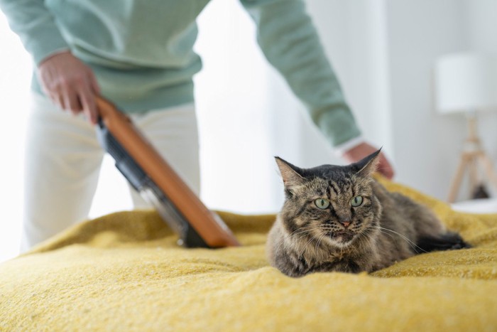 猫のいる部屋を掃除する人