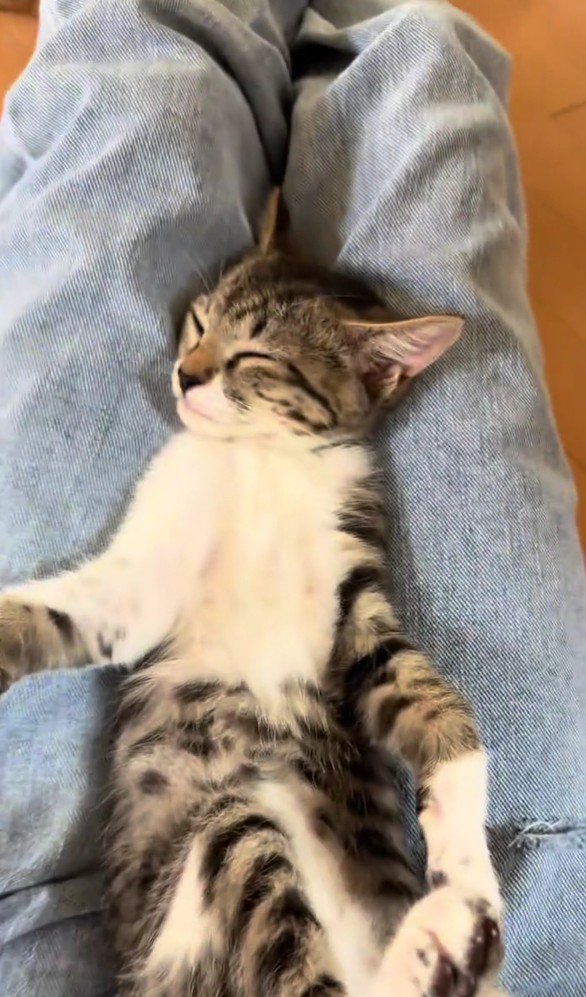 眠っている子猫