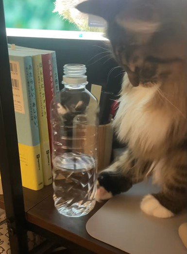 水入りペットボトルを落とそうとする猫