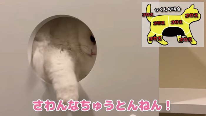 飼い主さんの手を叩いて嫌がるつくしちゃん