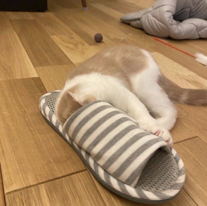 横になってスリッパに顔を入れようとしている子猫
