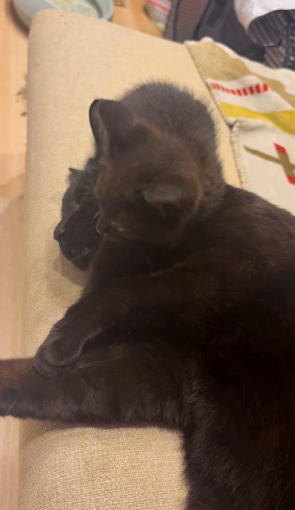先住猫さんに寄り添って座るちこちゃん