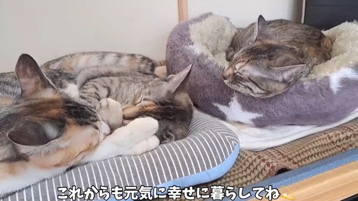 寝ている3匹の猫