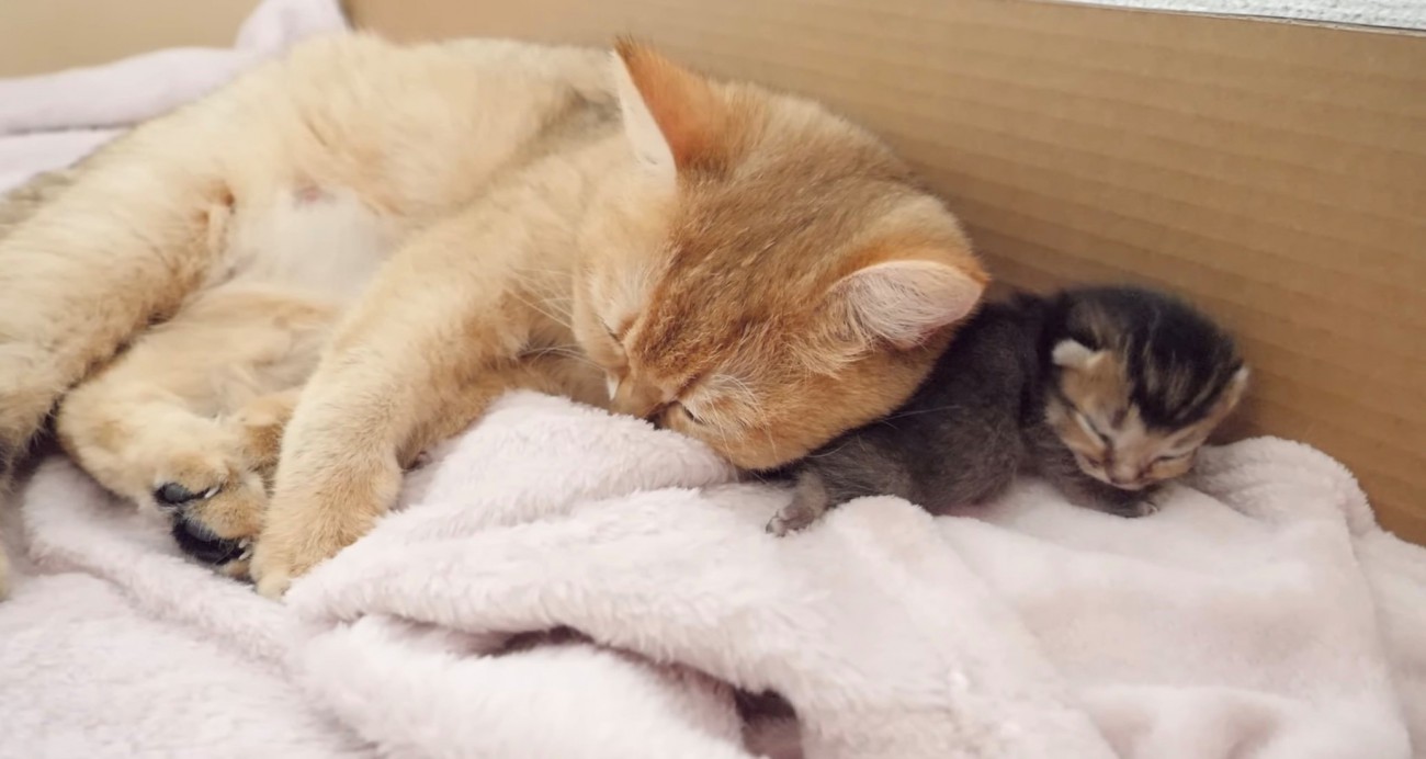 母猫が重い子猫