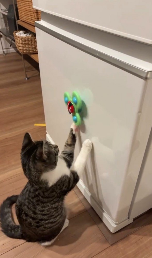 左手でおもちゃの動きを止める猫