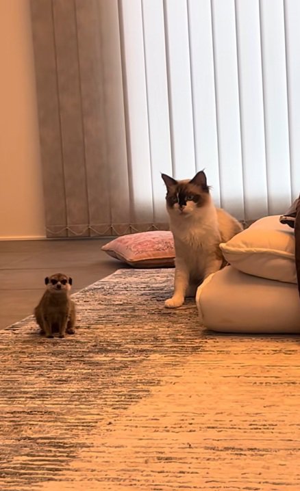 ミーアキャットの様子をうかがう猫