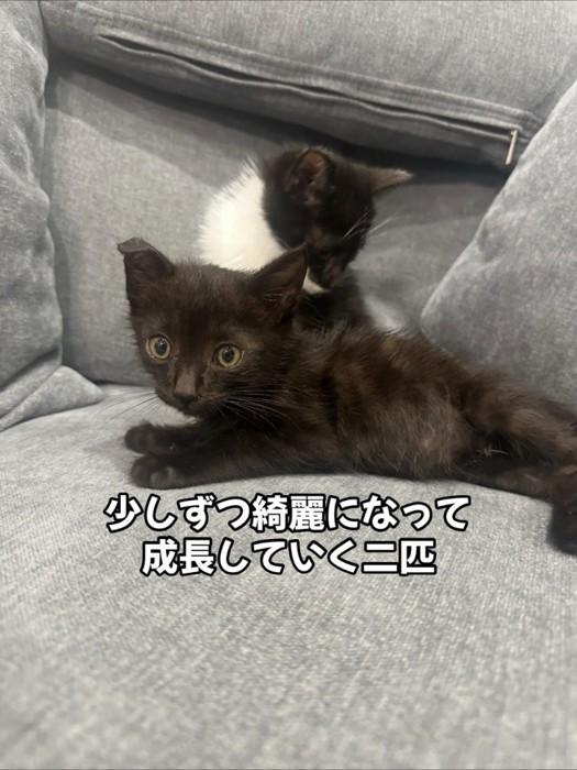 座っている2匹の子猫