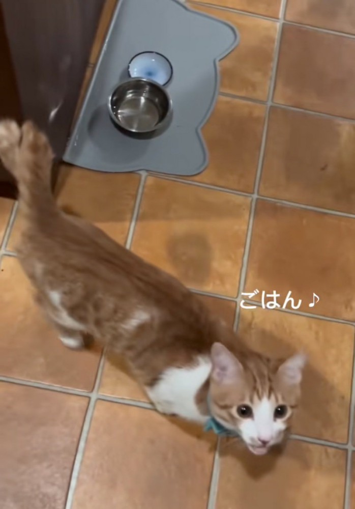 見上げてお返事する子猫