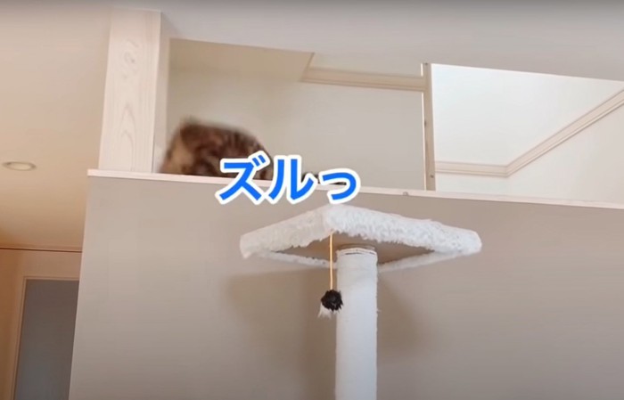 落ちる猫