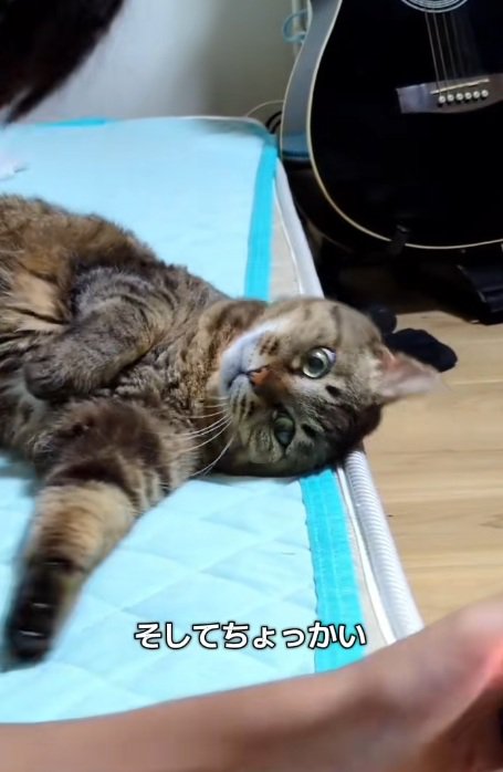 ゲームをしている男の子と手でつつこうとする猫