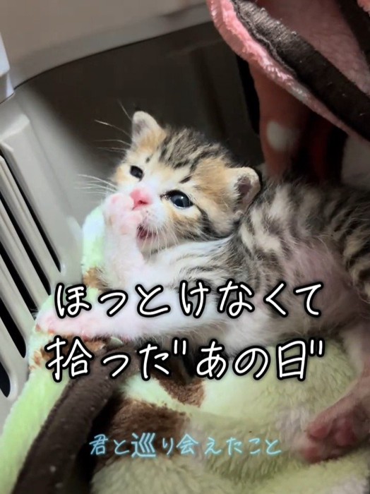 キャリーの中にいる子猫