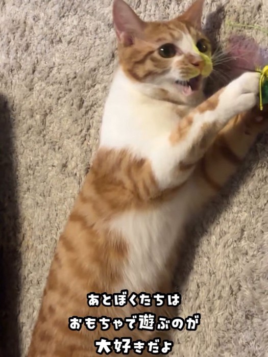 おもちゃで遊ぶ猫