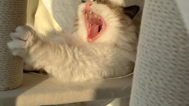 あくびしている猫