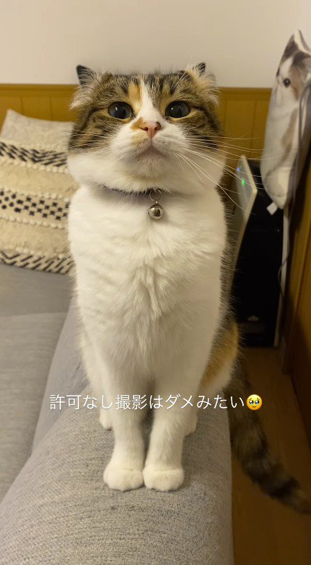 アゴを少し上げて飼い主を見つめる猫