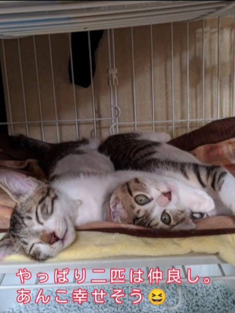 横になる子猫たち