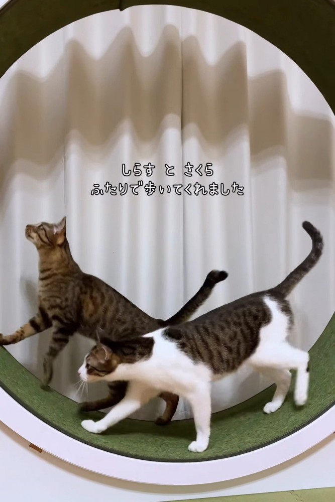 キャットホイールで歩く2匹の猫