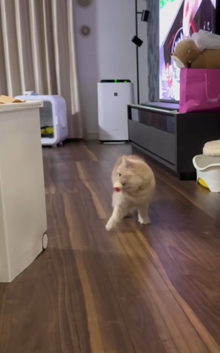 おもちゃをくわえて横を向く猫