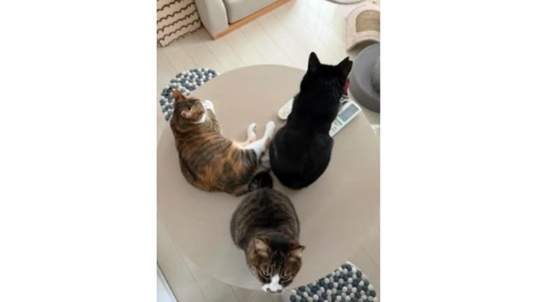 テーブルの上の猫