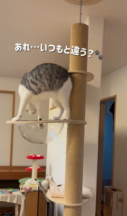 キャットタワーの上にいる猫