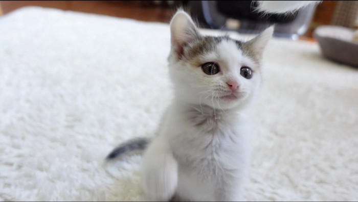 カーペットの上で遊ぶ子猫