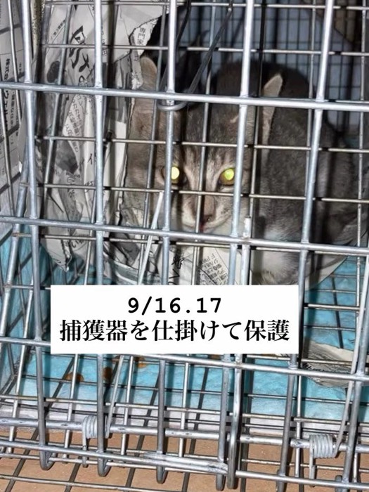 捕獲器の中にいる子猫