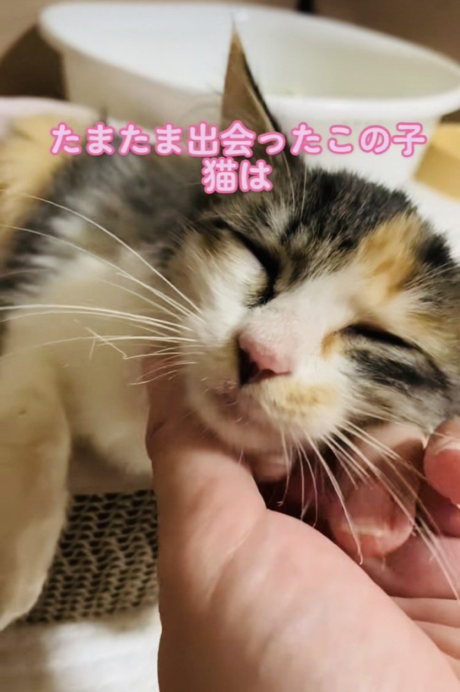 ママにあごを撫でられる子猫