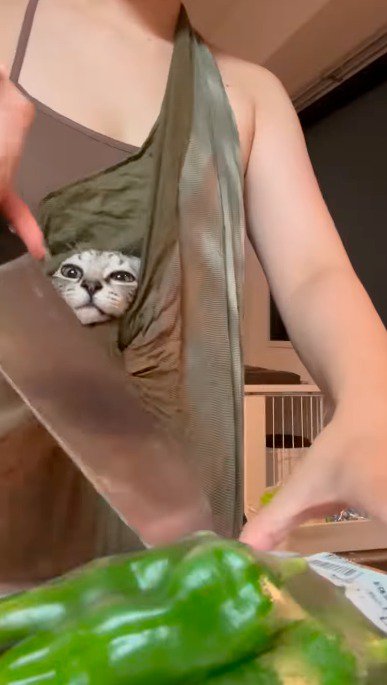 抱っこ紐の中から顔を出す子猫